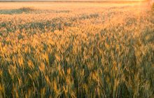 Valorizzazione dei sottoprodotti  della macinazione del grano duro