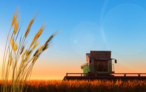 Raccolto grano duro 2024: volumi in riduzione ma ottima qualità della materia prima