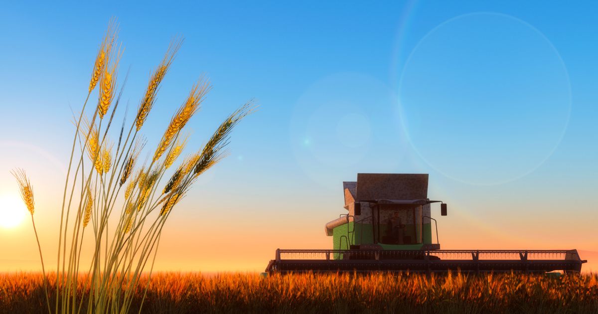 Raccolto grano duro 2024: volumi in riduzione ma ottima qualità della materia prima