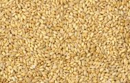 Grano tenero: volumi in contrazione e qualità complessivamente insufficiente