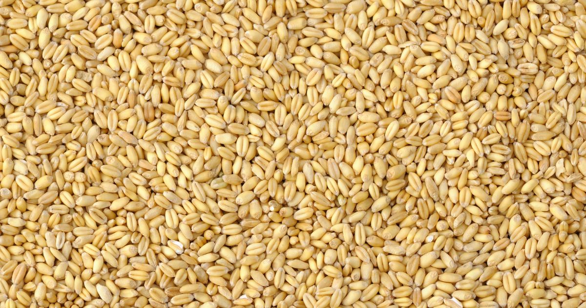 Grano tenero: volumi in contrazione e qualità complessivamente insufficiente